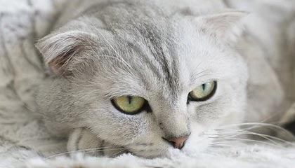 开云网站-中国女足珀斯首训：唐佳丽单独训练，陈巧珠缺席|体育场|夏季奥林匹克运动会|朝鲜|俱乐部|奥林匹克_新浪体育_新浪新闻